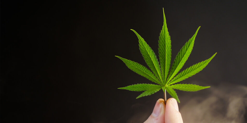 dispensary marketing showing a cannabis plant